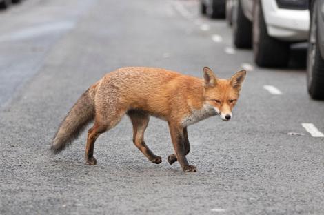 Primăria Iași angajează Zimbru: 10.000 lei pentru capturarea animalelor sălbatice urbane